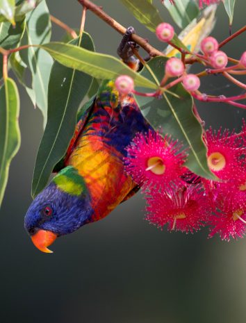 Rainbow lorikeet