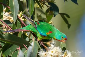 Swift Parrot