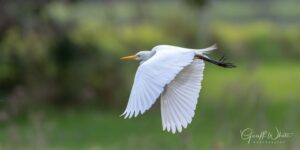 Great egret