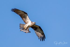 Eastern Osprey with Fish