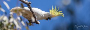 Sulfur Crested Cockatoo