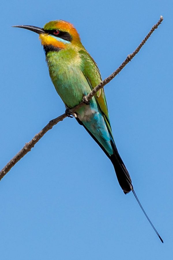 Rainbow bee-eater