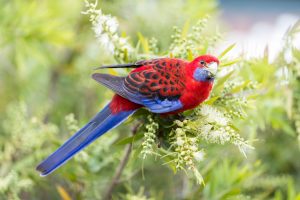 Crimson Rosella