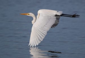 Great Egret