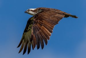 Eastern Osprey