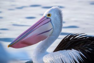 Australian Pelican