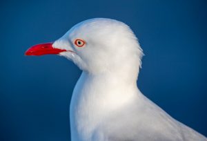 Silver Gull