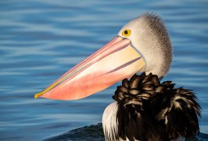Australian Pelican