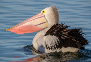 Australian Pelican