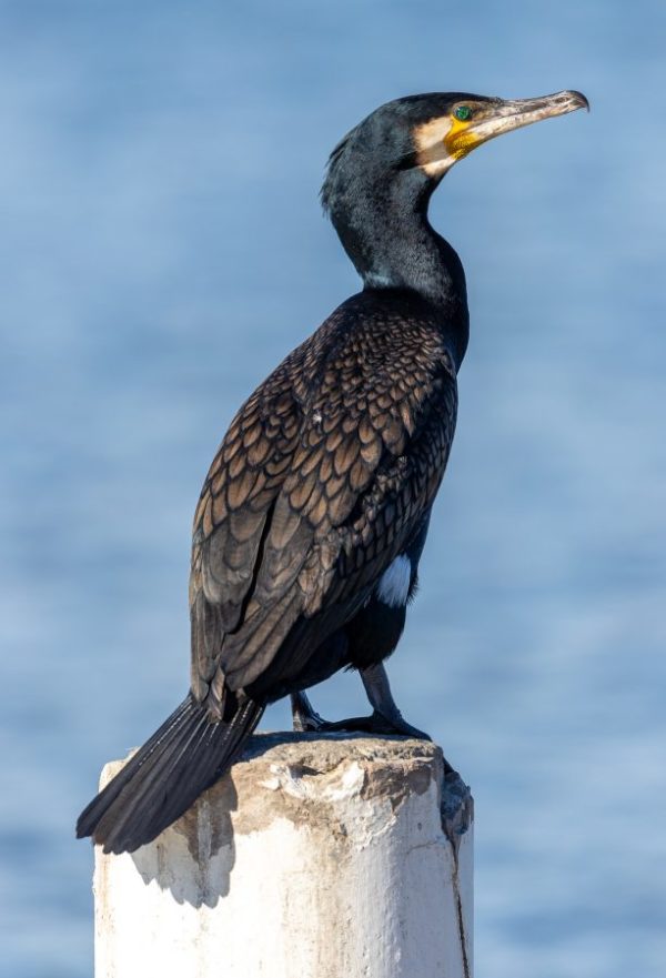 Great Cormorant