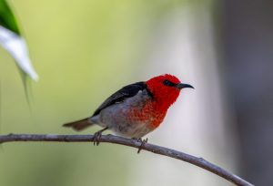 Scarlet Honeyeater