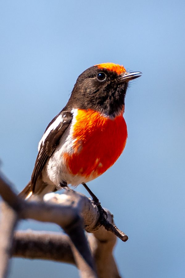 Red-capped robin