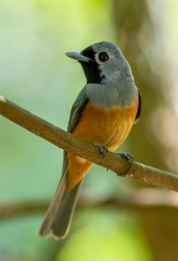 Black-faced Monarch