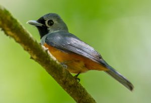 Black-faced Monarch