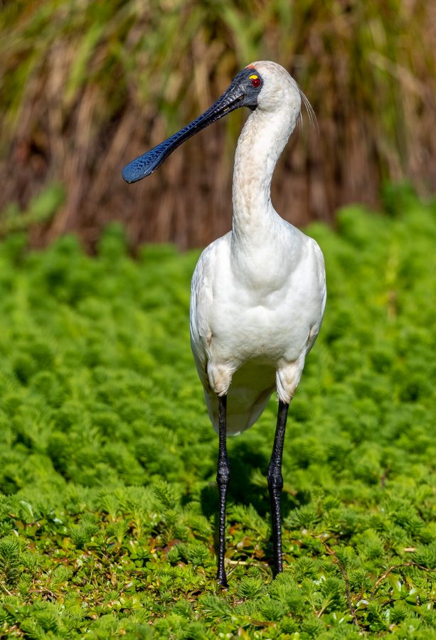Colour Print - "Royal Spoonbill" (0376) Print for sale Royal Spoonbill