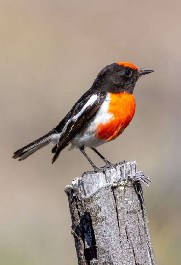 Red-capped robin