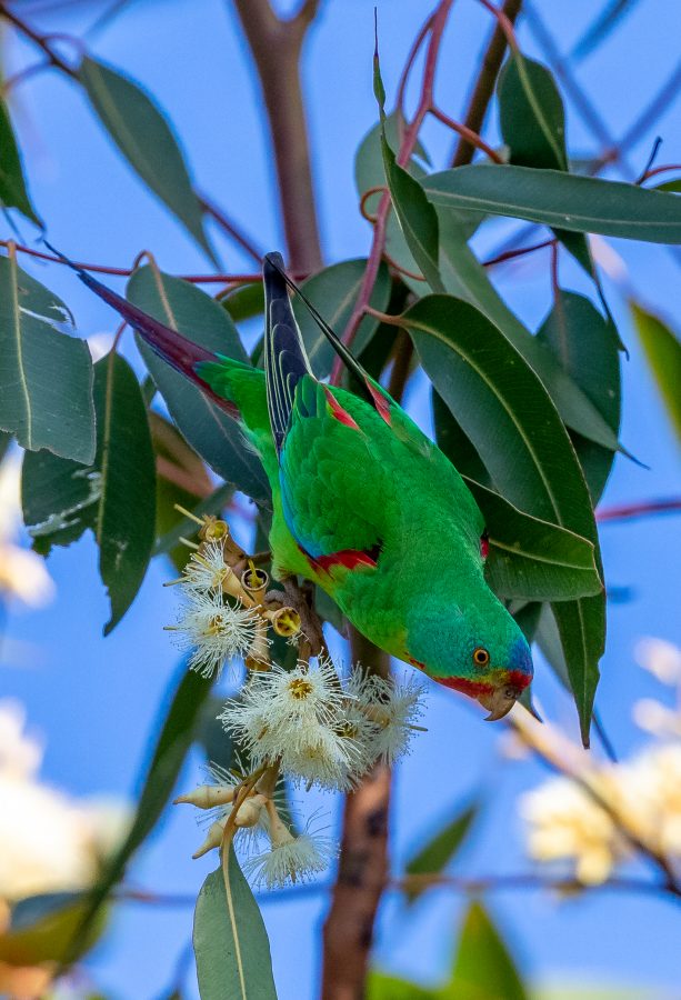 Colour Print - "Swift Parrot" (0552) Print for sale Swift Parrot