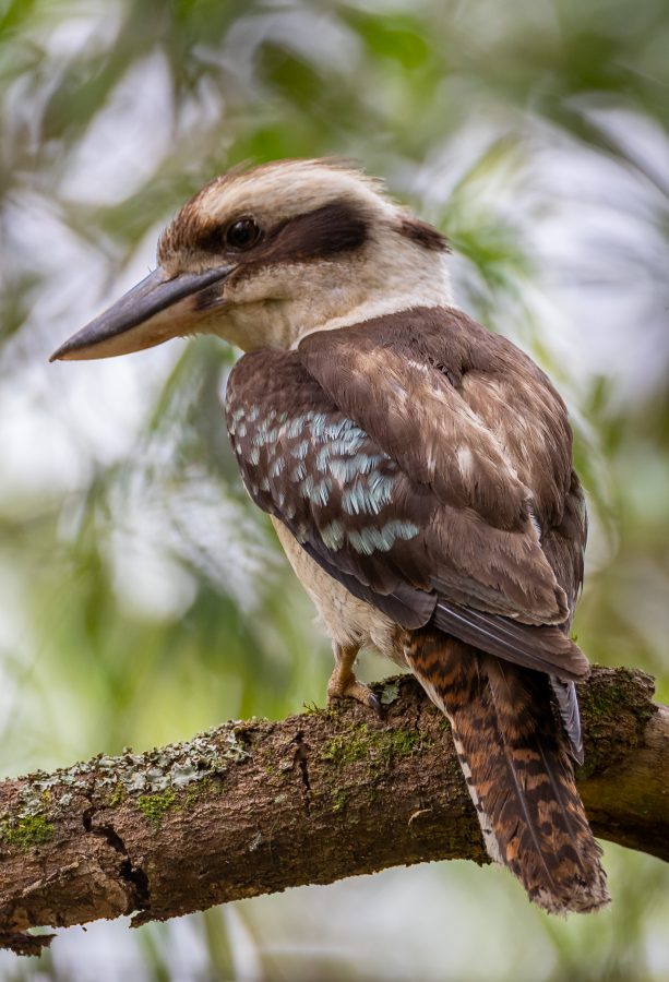 Colour Print - "Laughing Kookaburra" (0576) Print for sale Laughing Kookaburra