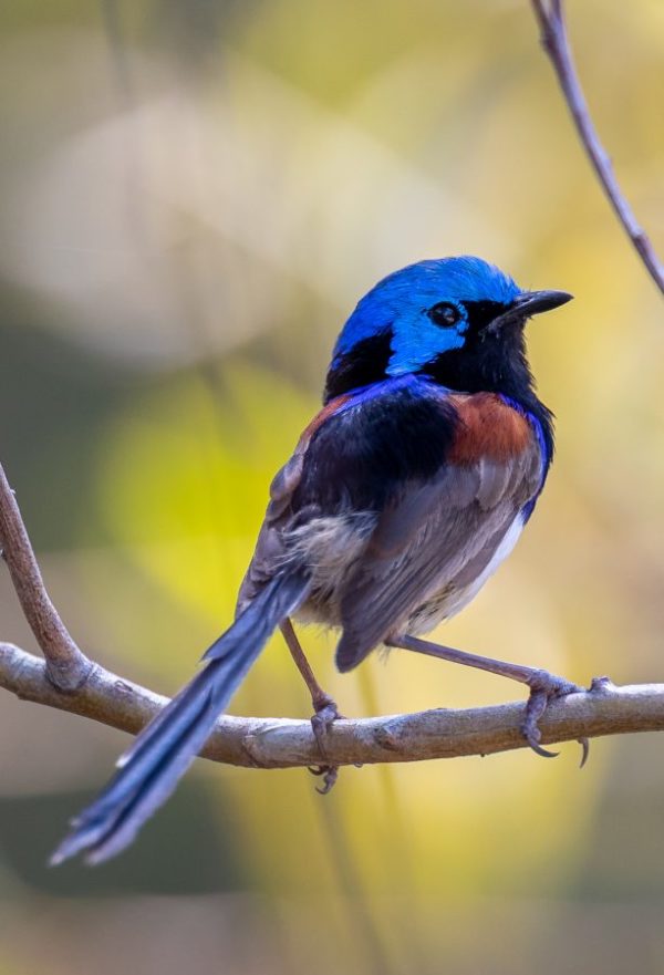 Variegated fairywren
