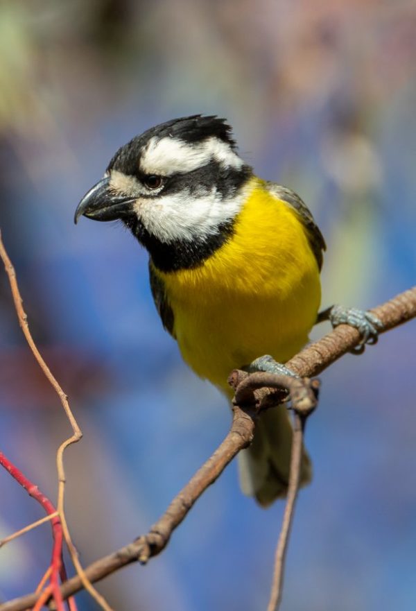 Crested Shrike-tit