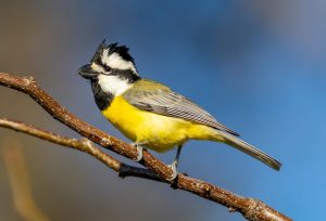 Crested Shrike-tit