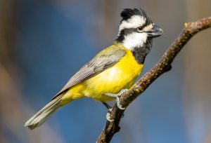 Crested Shrike-tit