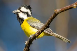 Crested Shrike-tit