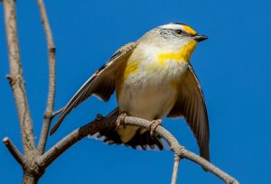 Striated Pardalote