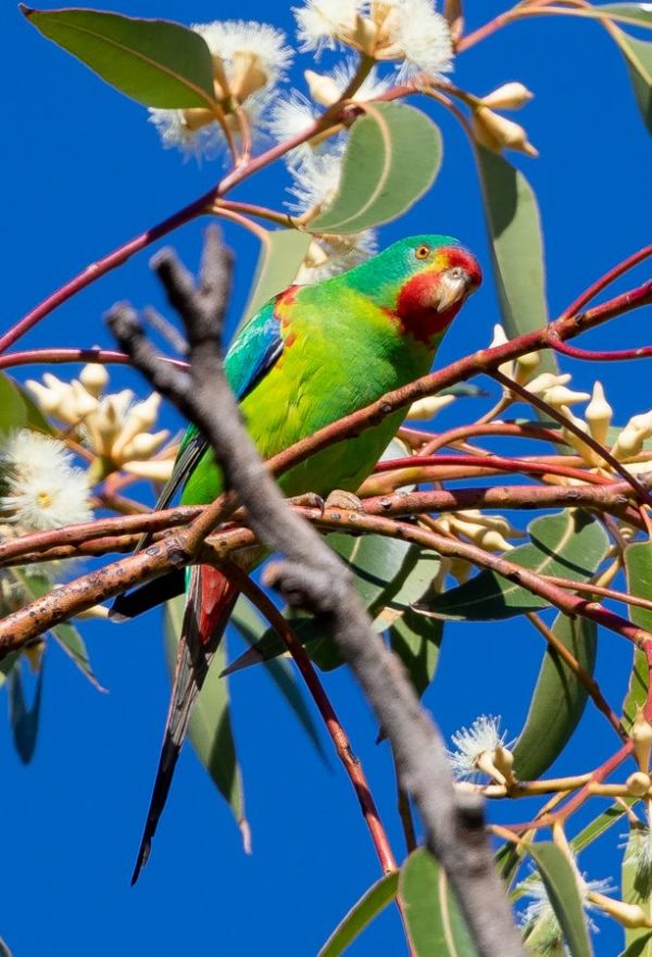 Swift Parrot