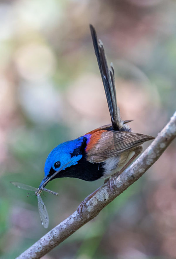 Variegated fairywren