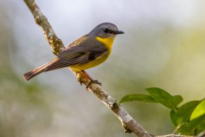 Eastern Yellow Robin