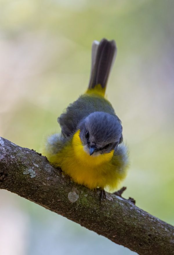 Eastern Yellow Robin