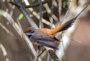 Rufous Fantail