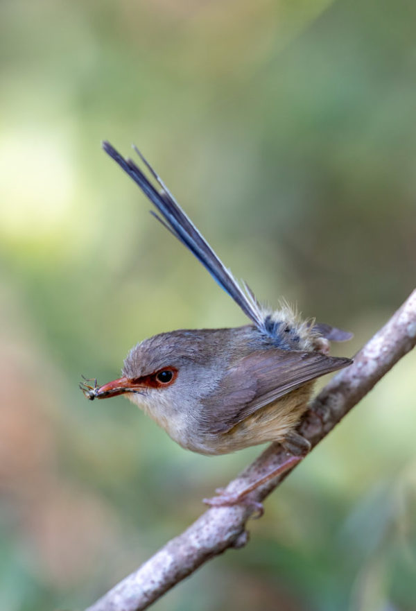 Variegated fairywren