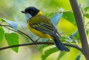 Australian Golden Whistler