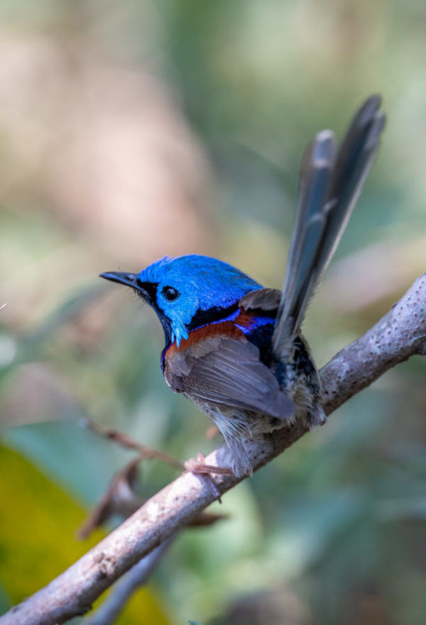 Variegated fairywren