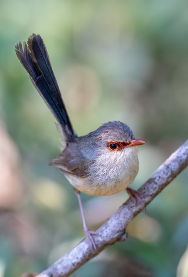 Variegated fairywren