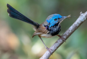 Variegated fairywren