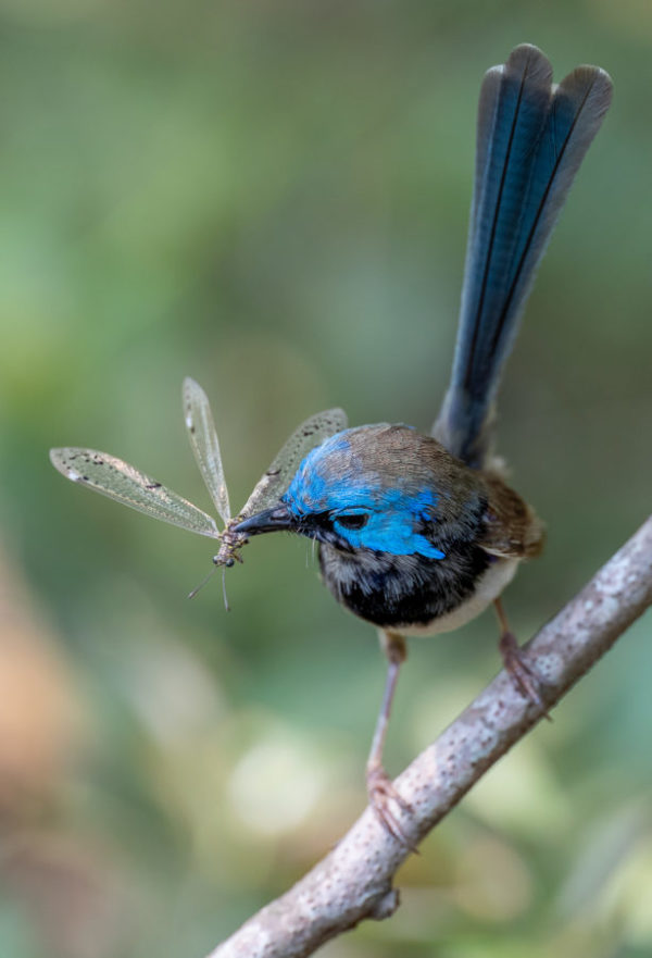 Variegated fairywren