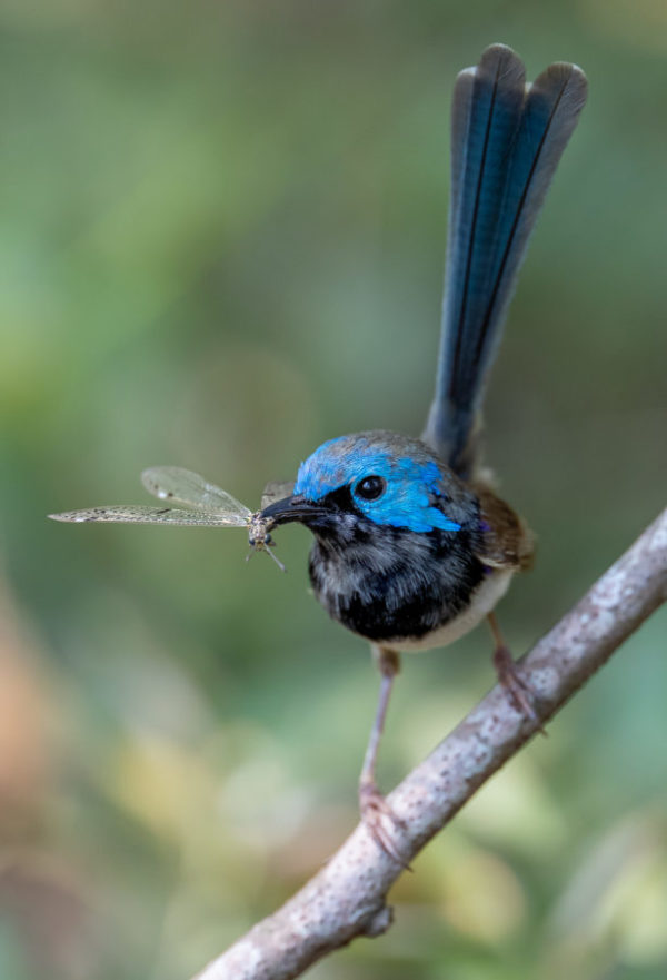 Variegated fairywren