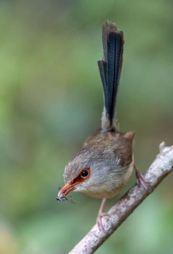 Variegated fairywren
