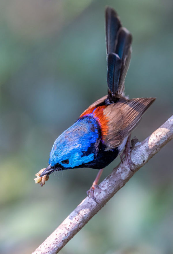 Variegated fairywren
