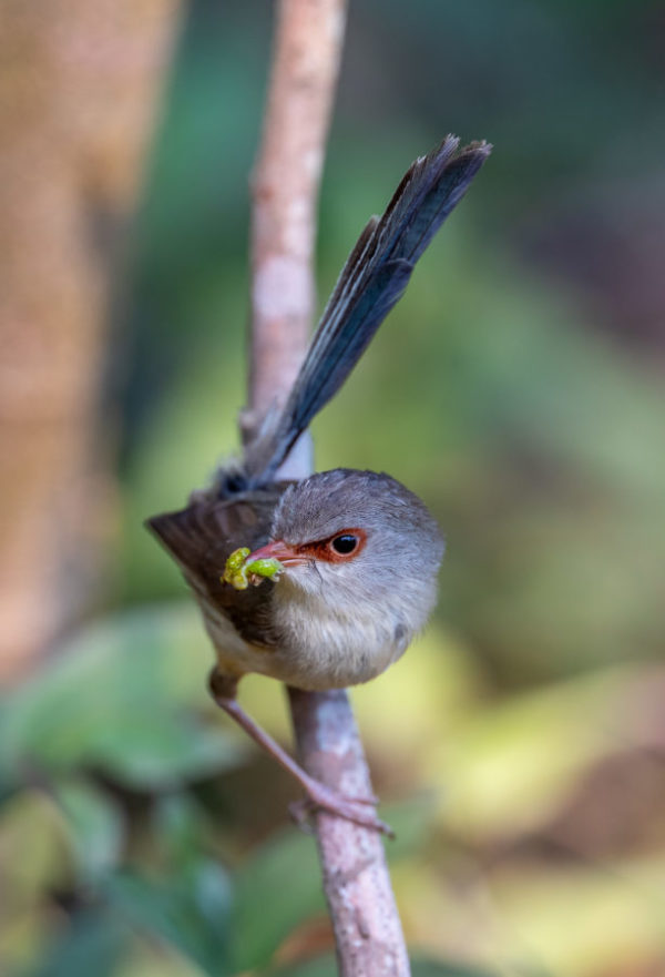 Variegated fairywren