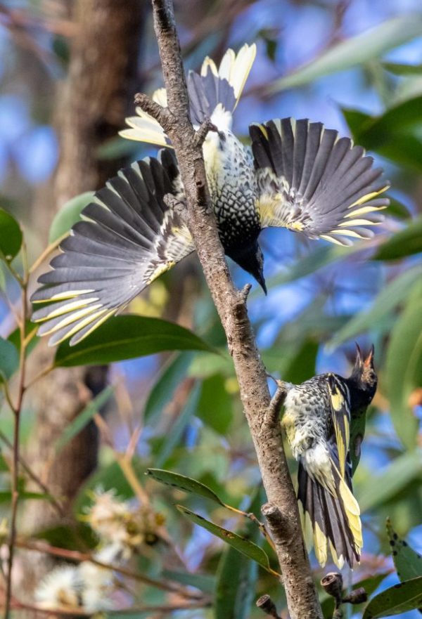 Regent Honeyeater