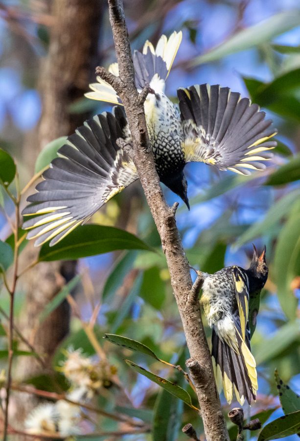 Colour Print - "Regent Honeyeater" (2191) Print for sale Regent Honeyeater