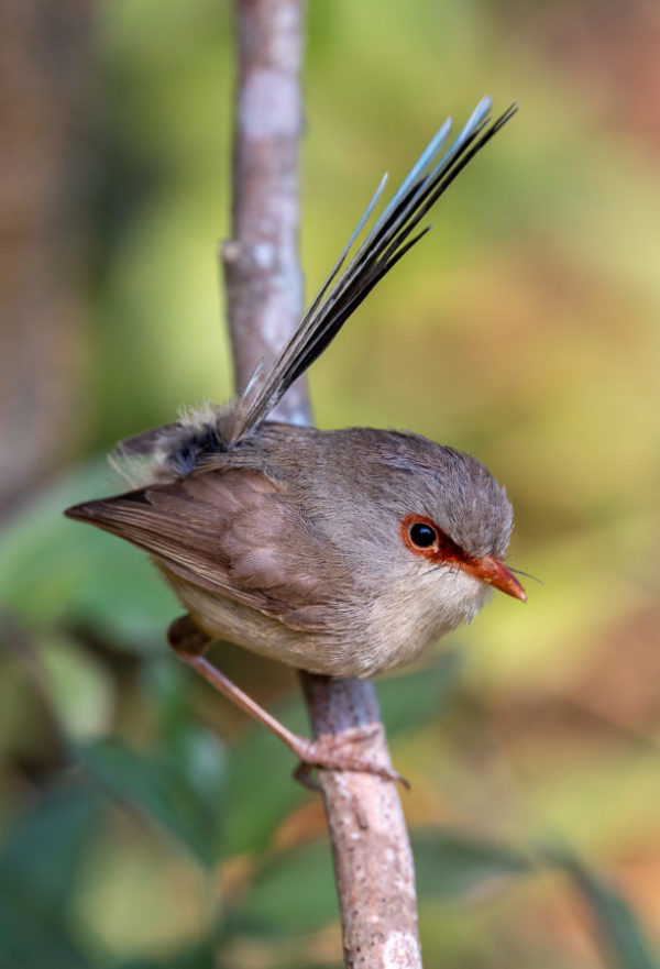 Variegated fairywren