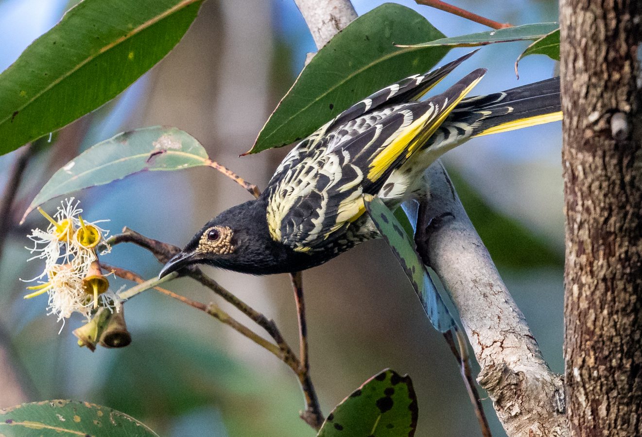 Colour Print - "Regent Honeyeater" (2230) Print for sale Regent Honeyeater