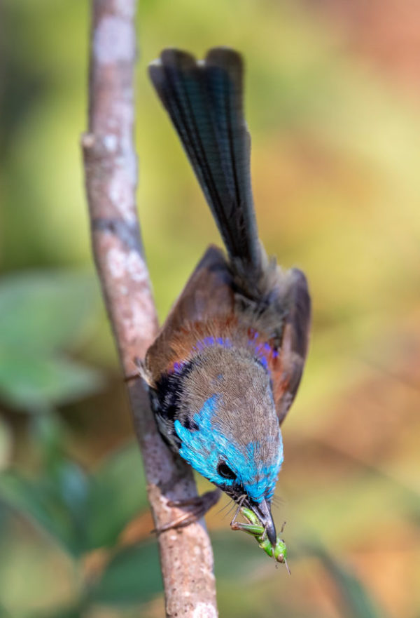 Variegated fairywren