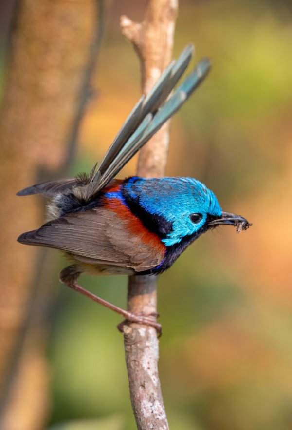 Variegated fairywren