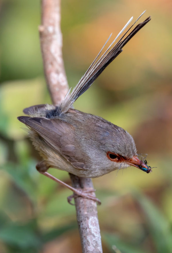 Variegated fairywren